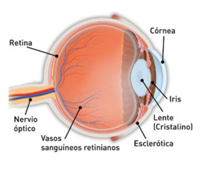 retina